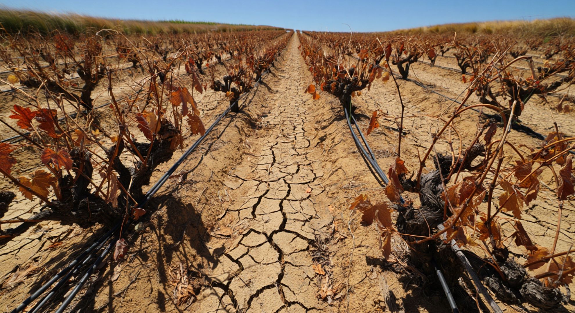 A historic drought is hitting Hawkes Bay and threatening vineyards