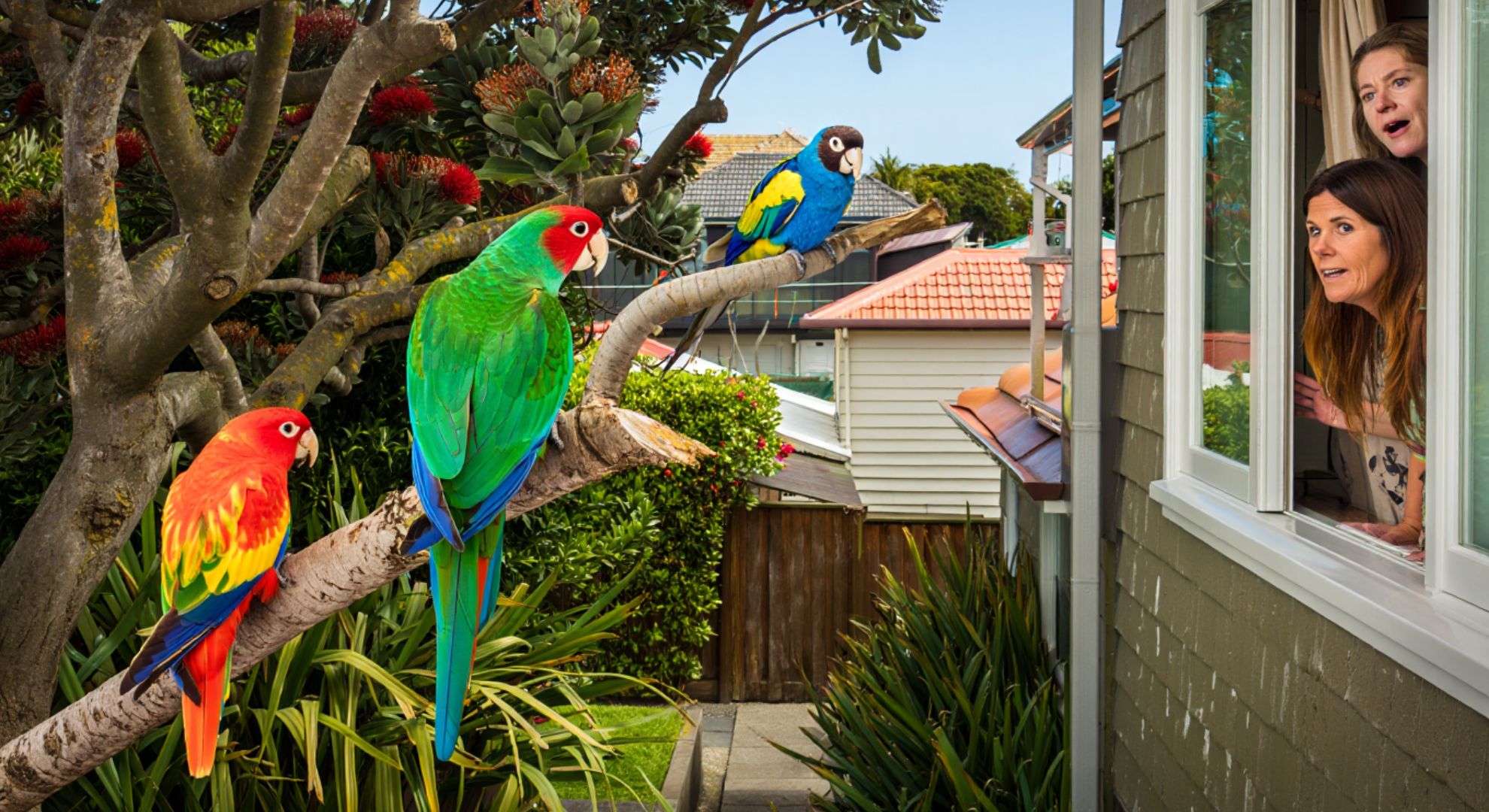 A group of wild parrots spotted in Wellington gardens surprises residents