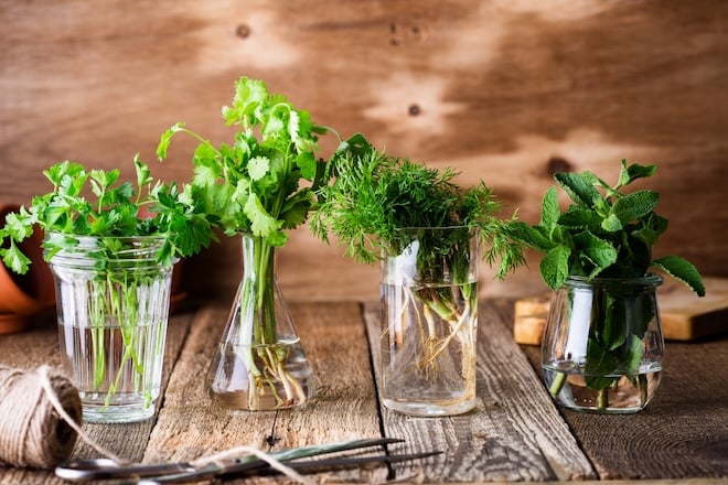 des bouquets d'herbes aromatiques dans des verres d'eau