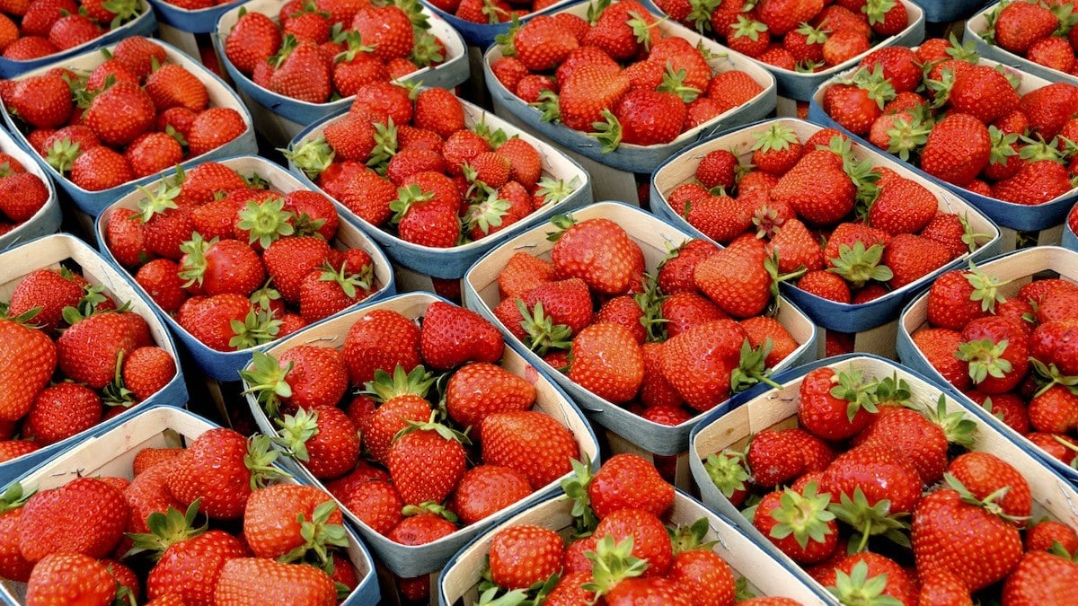 Strawberries Mold in 2 Days? How Farmers Keep Them Fresh for 10 Days with This Trick