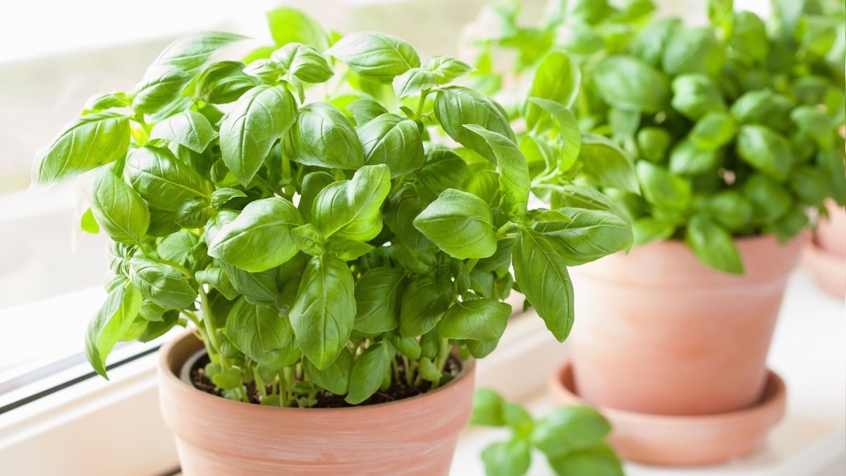 Homegrown Basil: 3 Fatal Mistakes Everyone Makes (Grocers’ Tips to Keep It Fresh for Weeks)