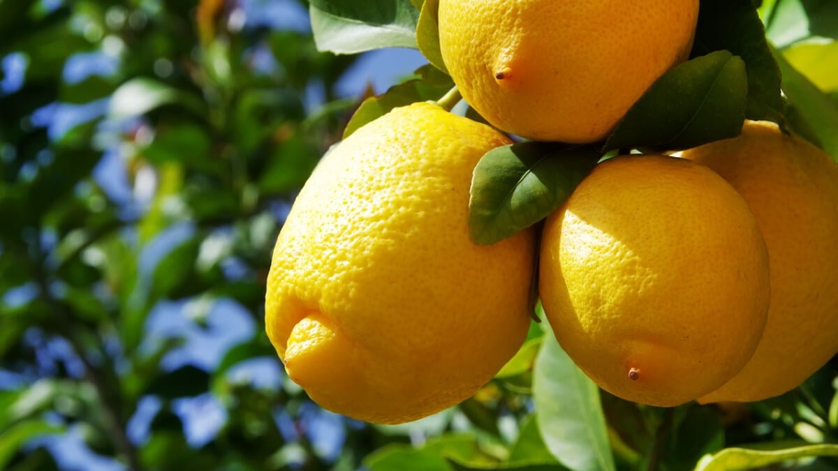 Lemons Drying Out and Hardening: A Simple Grandmother Trick to Keep Them Fresh for Weeks Without Waste