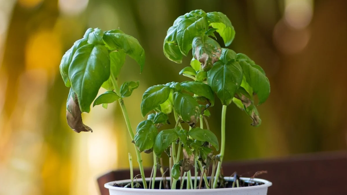 3-Minute Pesto Substitute: A Michelin-Starred Chef’s Zero-Waste Tip to Stop Throwing Away Wilted Basil