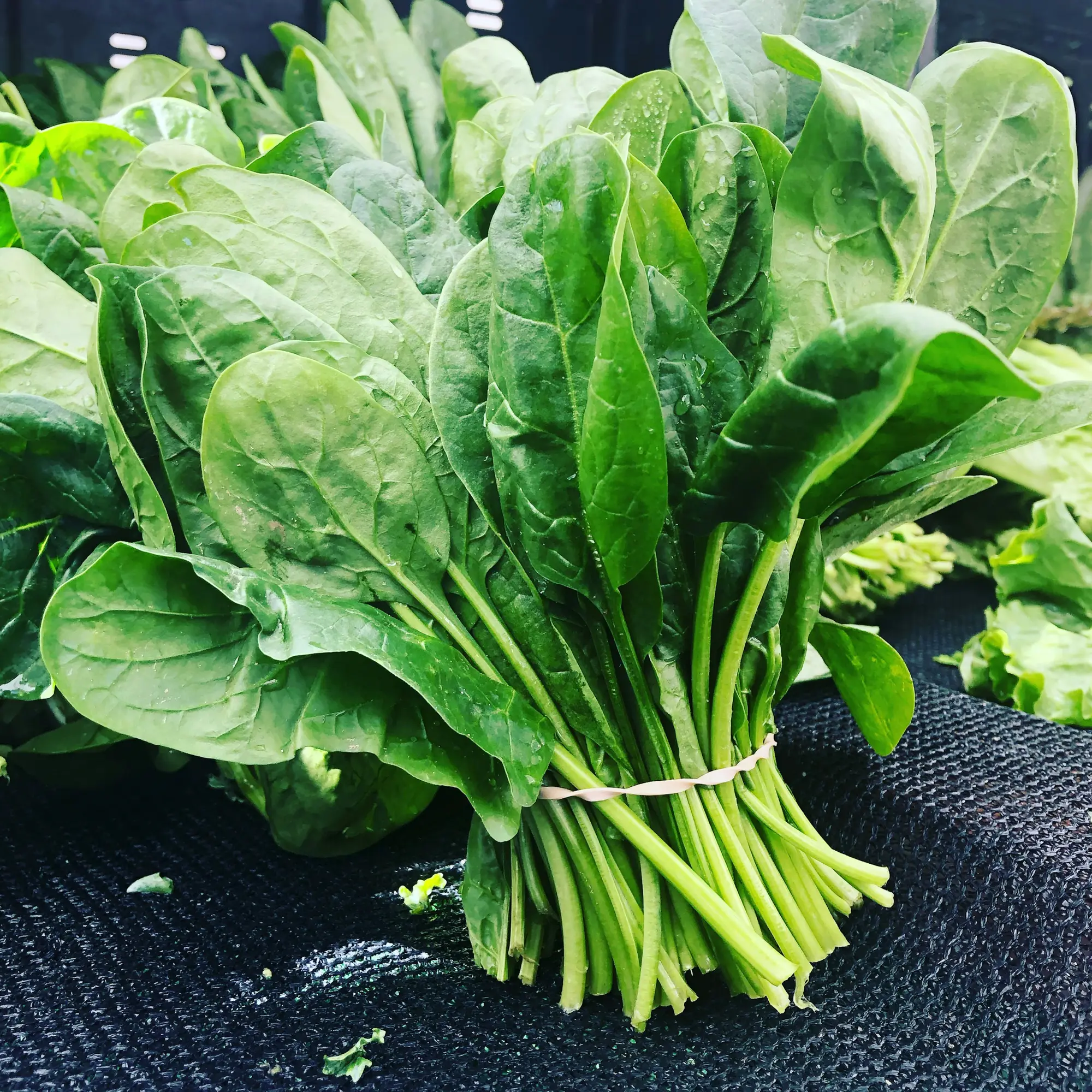 Manojo de espinacas frescas